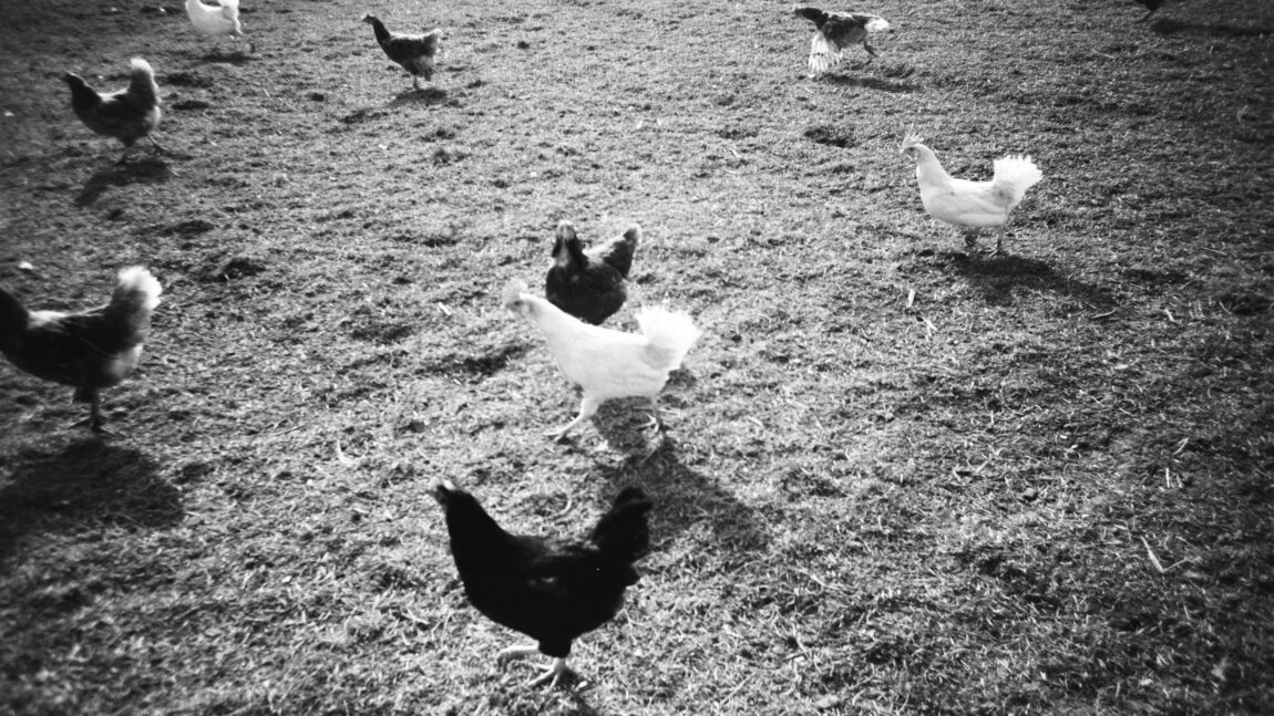 Salánki Zsófia kisprózája