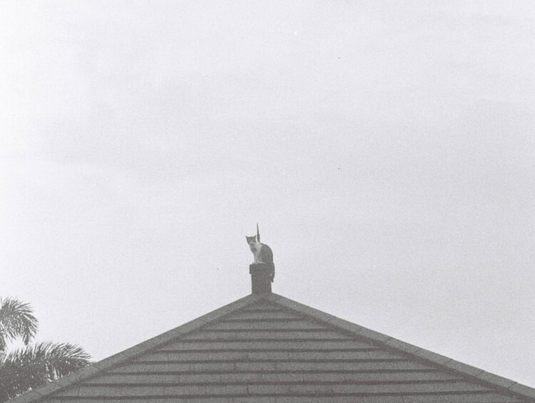 Miklya Zsolt gyerekversei