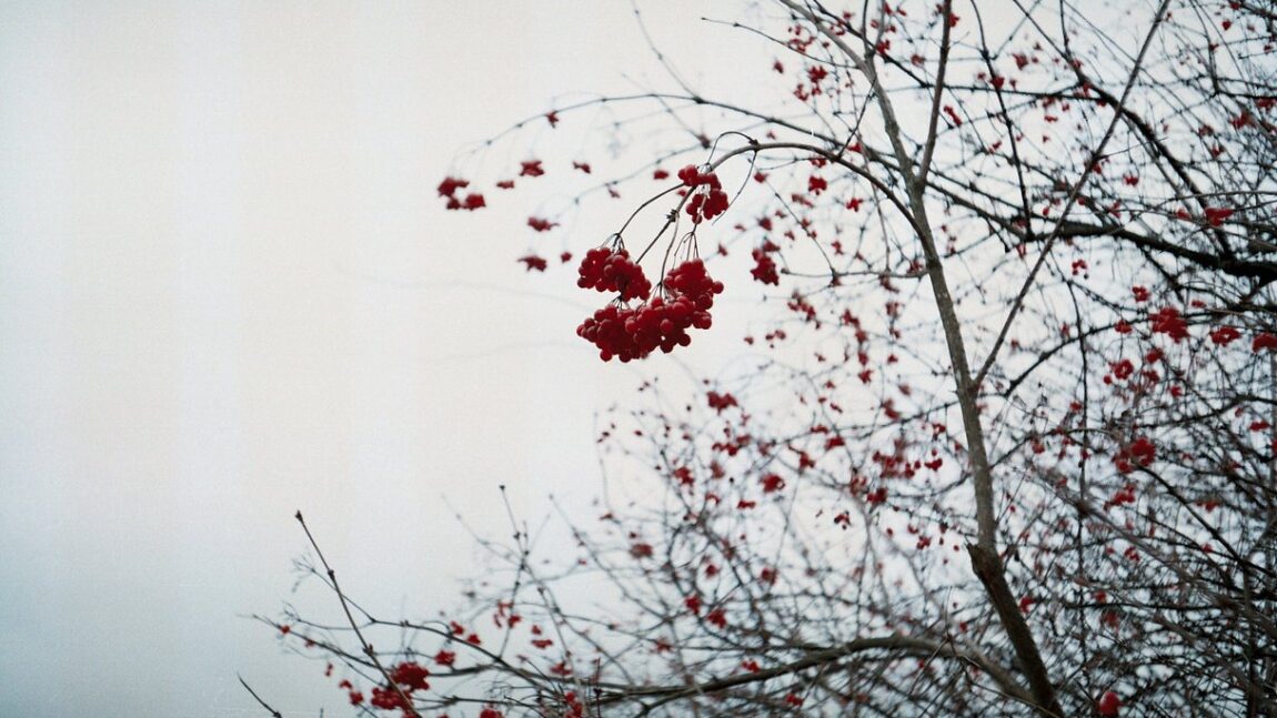 Takács-Csomai Zsófia rövidprózái