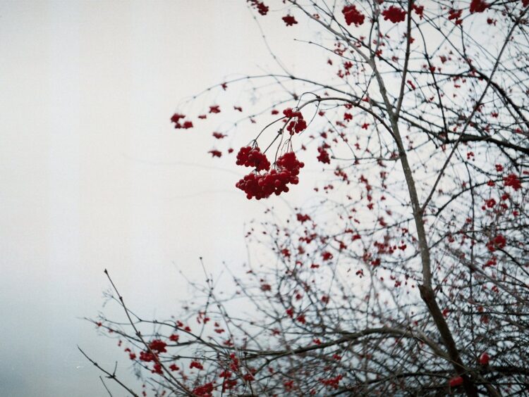 Takács-Csomai Zsófia rövidprózái