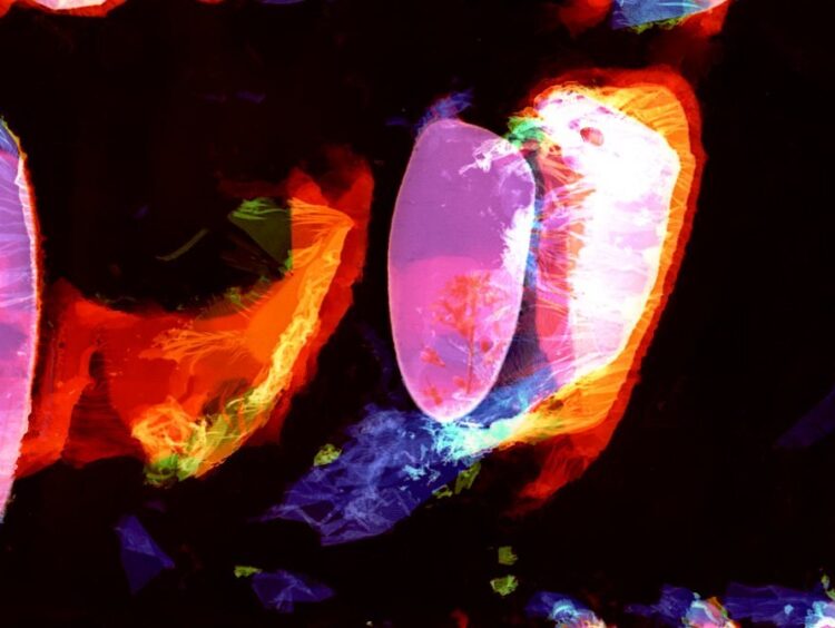 Rőhrig Eszter regényrészlete