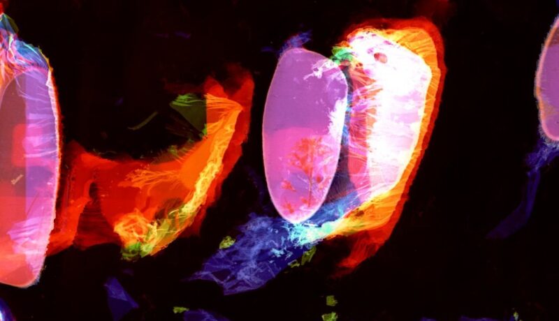 Rőhrig Eszter regényrészlete